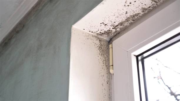 Best Commercial Mold Removal  in Pretty Bayou, FL
