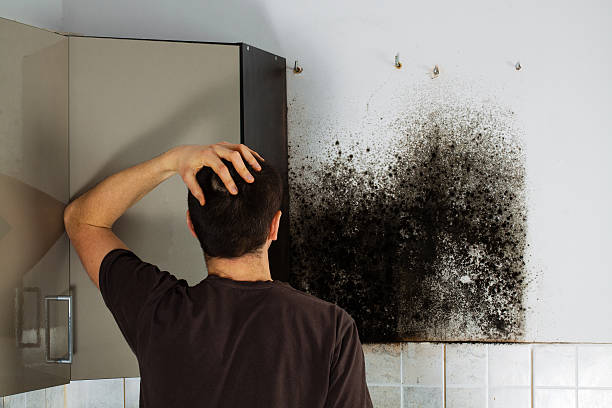 Attic Mold Removal in Pretty Bayou, FL