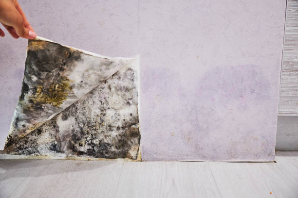 Best Emergency Mold Removal  in Pretty Bayou, FL
